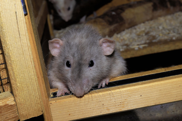 rodent control sealing and traps