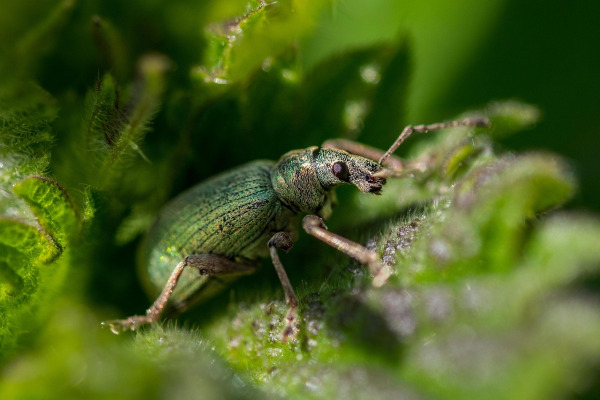 general pest inspection clipboard